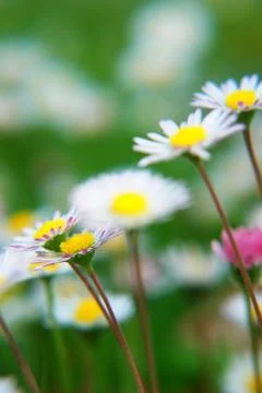 Spring Flowers Stock Photos