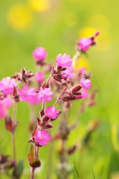Spring Flowers Stock Photos