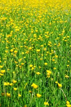 Spring Flowers Stock Photos