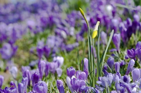 Spring flowers Stock Photos