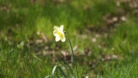 Spring Flowers Stock Photos