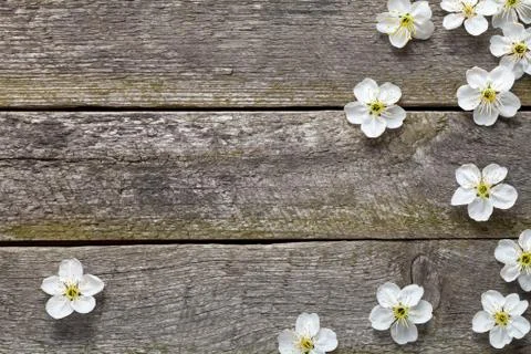 Spring flowers Stock Photos