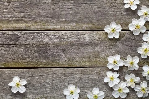 Spring flowers Stock Photos