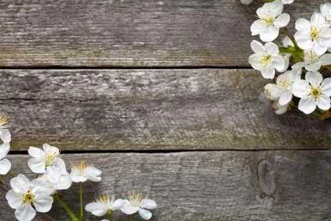 Spring flowers Stock Photos