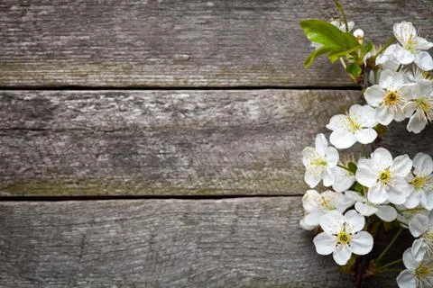 Spring flowers Stock Photos