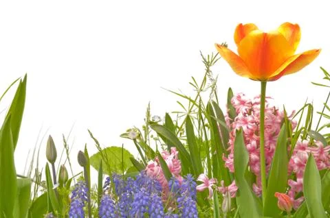 Spring flowers Stock Photos