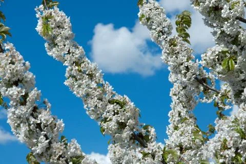 Spring flowers Foto stock