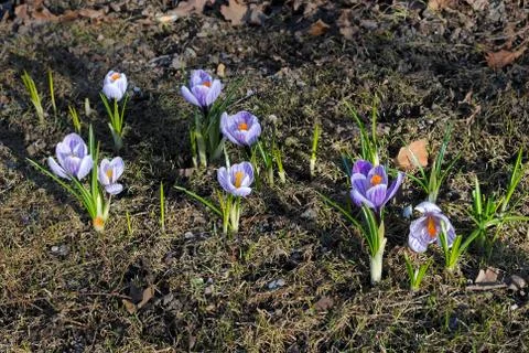 Spring flowers. Stock Photos