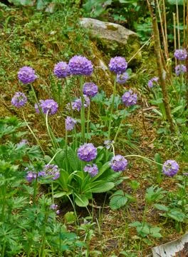 Spring flowers Stock Photos