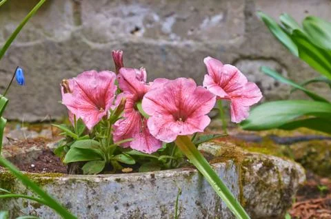 Spring flowers Stock Photos