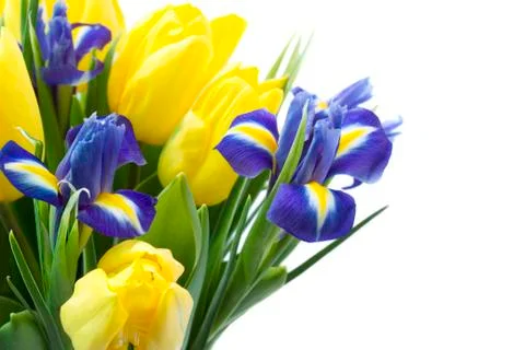 Spring flowers Stock Photos