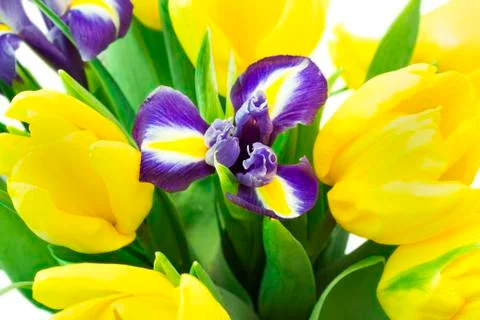 Spring flowers Stock Photos