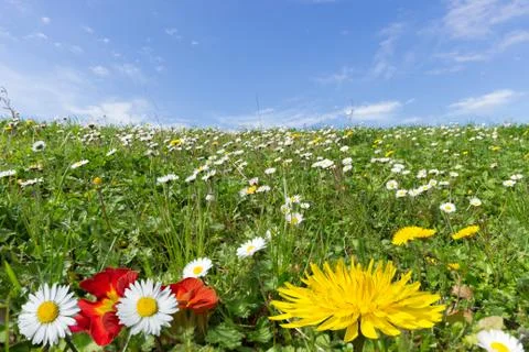 Spring flowers Stock Photos