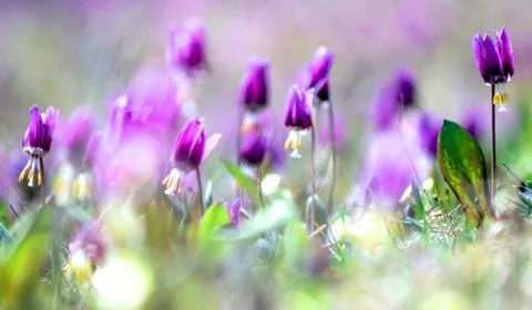 Spring flowers Stock Photos