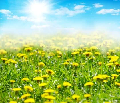 Spring flowers Stock Photos