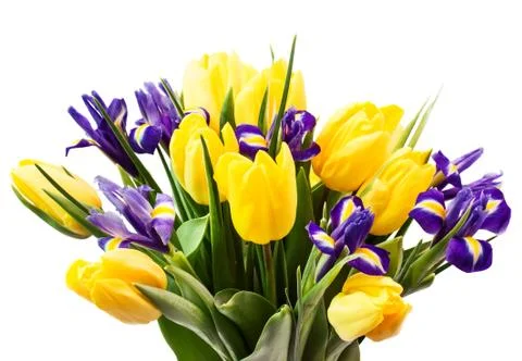 Spring flowers Stock Photos