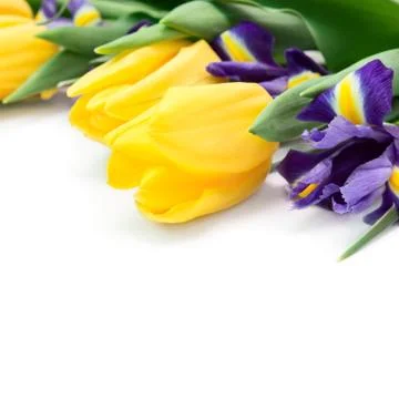 Spring flowers Stock Photos