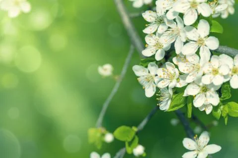 Spring flowers Stock Photos