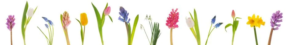 Spring flowers Stock Photos