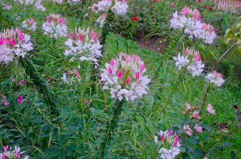 Spring Flowers Stock Photos