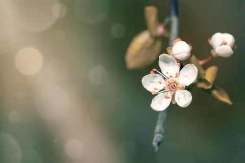 Spring flowers Stock Photos