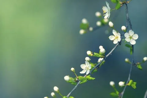 Spring flowers Stock Photos