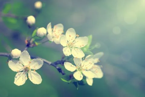 Spring flowers Stock Photos