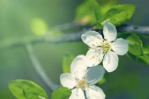 Spring flowers Stock Photos