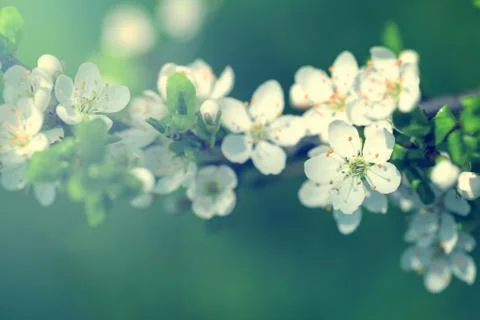 Spring flowers Stock Photos