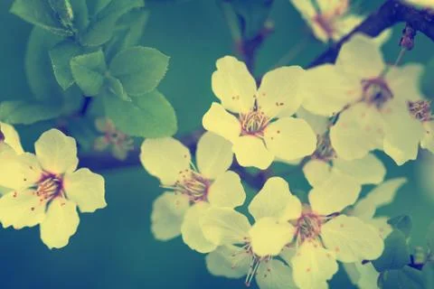 Spring flowers Stock Photos