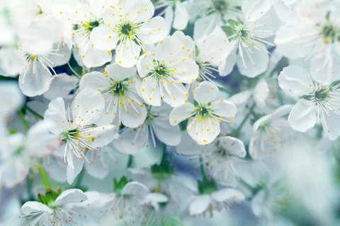 Spring flowers Stock Photos