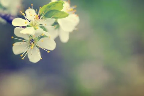 Spring flowers Stock Photos