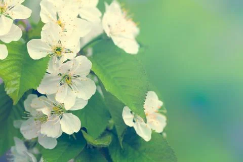 Spring flowers Stock Photos
