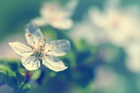 Spring flowers Stock Photos