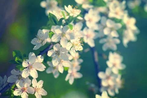 Spring flowers Stock Photos