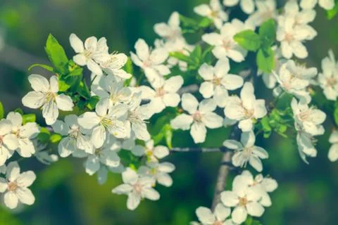 Spring flowers Stock Photos