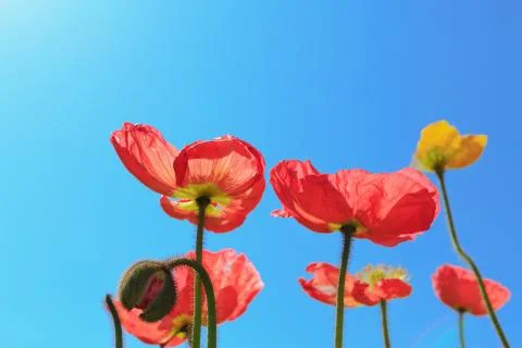 Spring flowers 스톡 사진