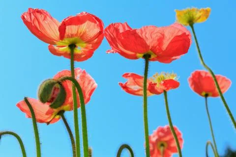 Spring flowers Stock Photos