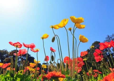 Spring flowers Stock Photos