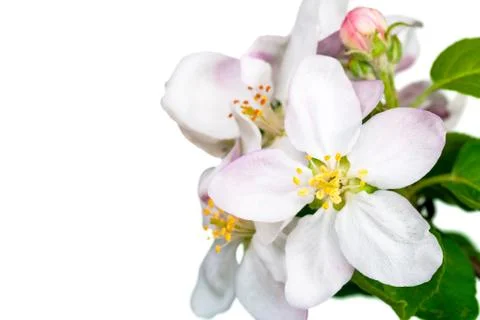 Spring flowers Stock Photos