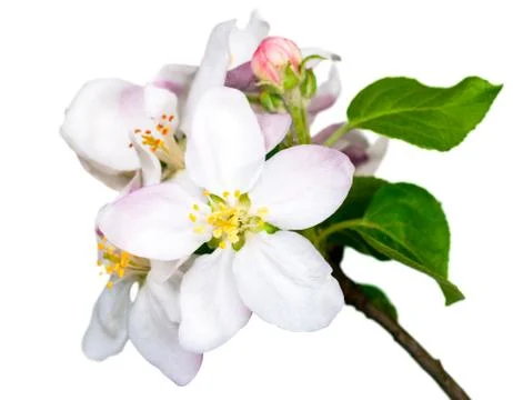 Spring flowers Stock Photos