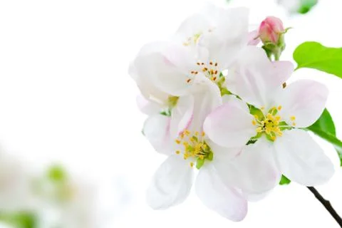 Spring flowers Stock Photos