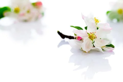 Spring flowers Stock Photos