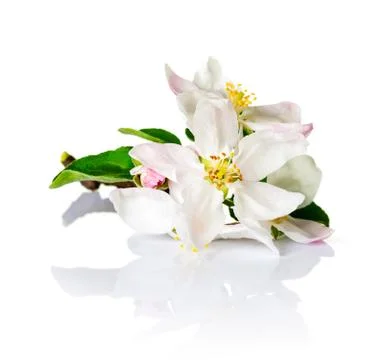 Spring flowers Stock Photos