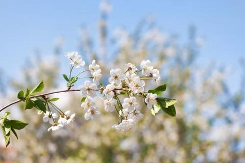 Spring flowers Stock Photos