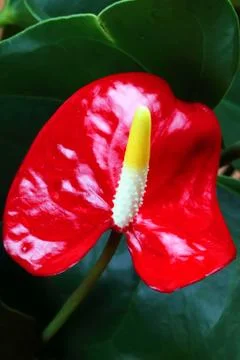 Spring flowers Stock Photos