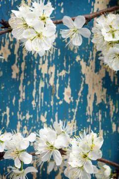 Spring flowers Stock Photos