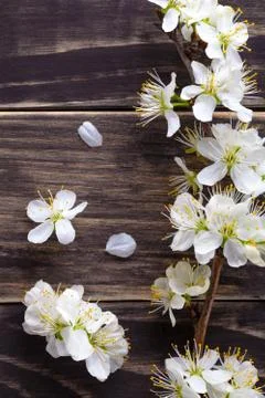 Spring flowers Stock Photos