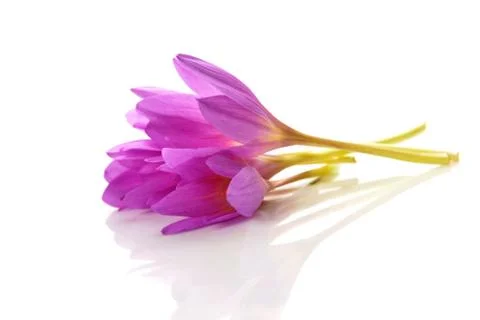 Spring flowers Stock Photos