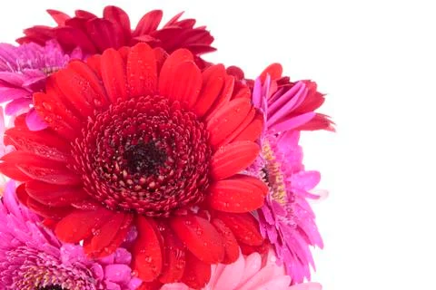 Spring flowers Stock Photos